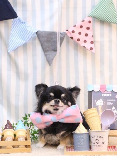 20250517プリンちゃん